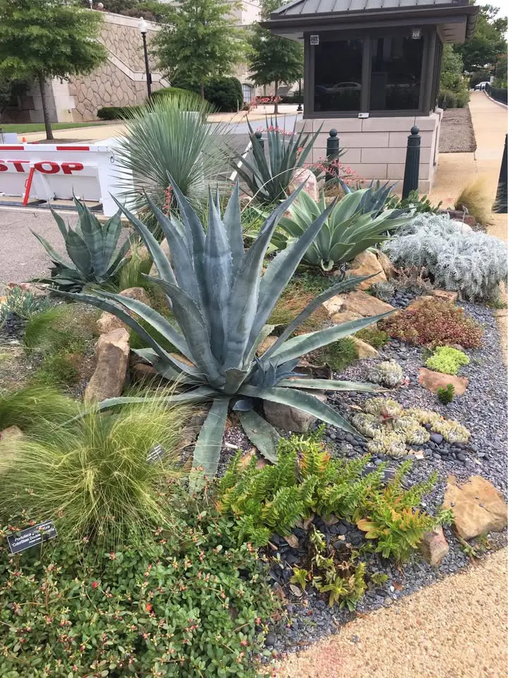 A landscaped garden bed features large agave plants, succulents, grasses, rocks, gravel, and striking hardscaping elements. A curb, sidewalk, trees, a stop barrier, and a small building are visible in the background.