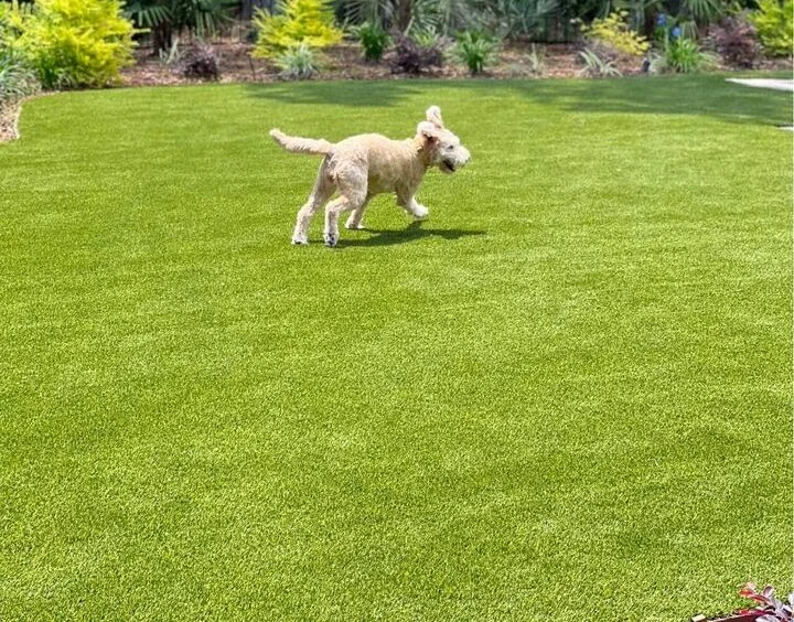 A light-colored dog joyfully runs across a lush, green lawn of premium artificial grass on a sunny day. Trees and shrubs are visible in the background, adding to the vibrant, natural setting, expertly crafted by top-notch artificial turf installers.